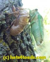 /home//u458753944/public_html/sourcegallery////////////Insects and small critters/aphids cicadas lanternflies and true bugs (Hemiptera)/P1030057.JPG